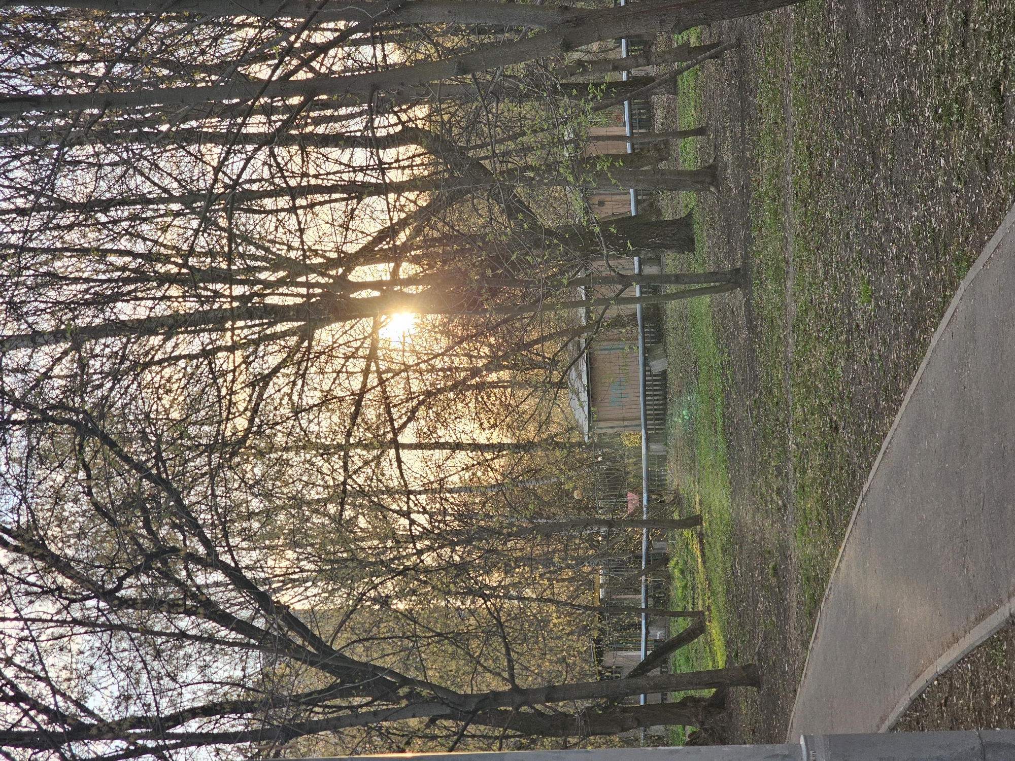 Late afternoon sun filters through bare trees in Khimki park