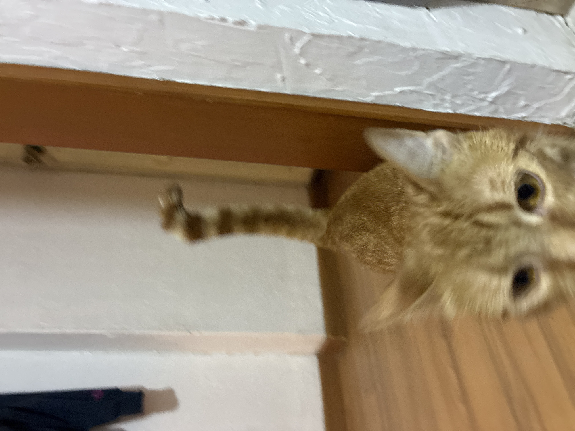 Cat watches late-night cooking in Mexico City kitchen