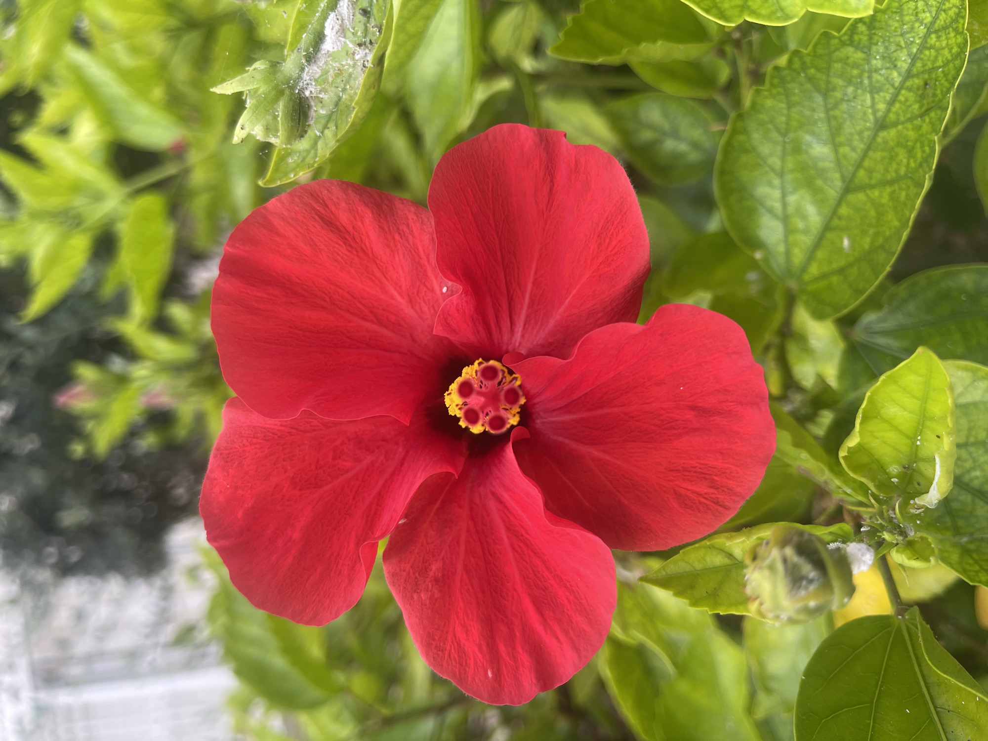 Close-up garden flowers along a Netanya street, July morning