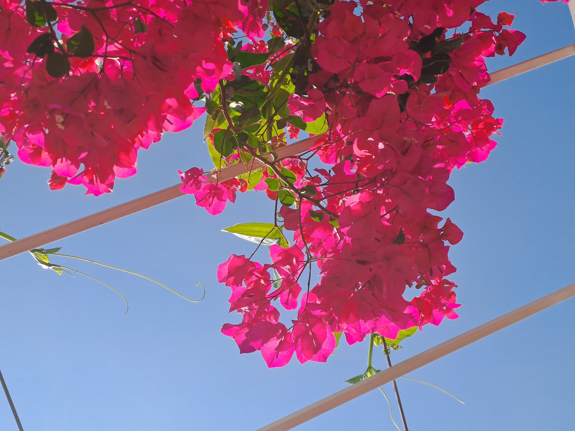 Clear skies, blooming bougainvillea observed in Nha Trang morning