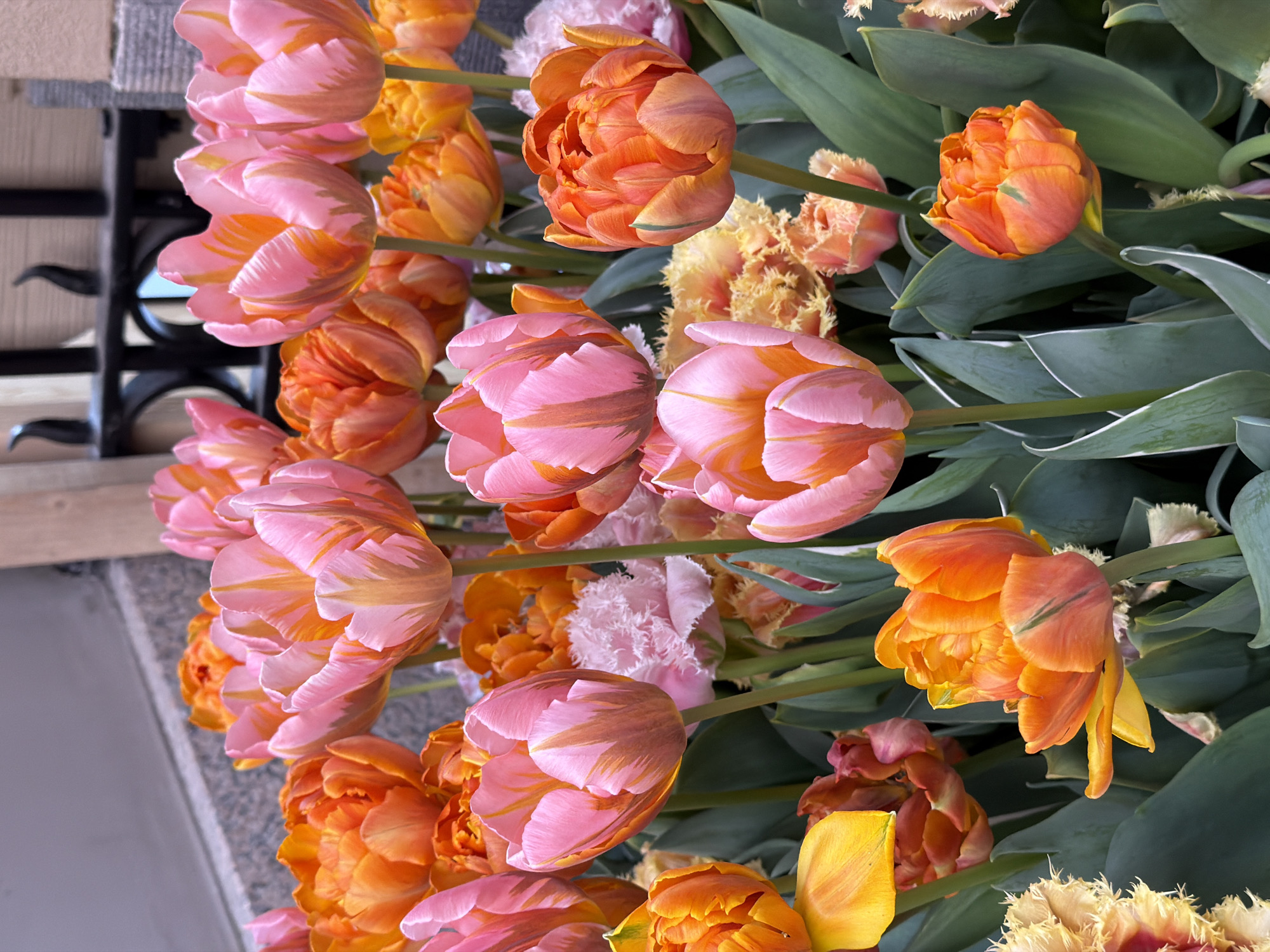 Spring tulips and canal tour boat captured in Amsterdam