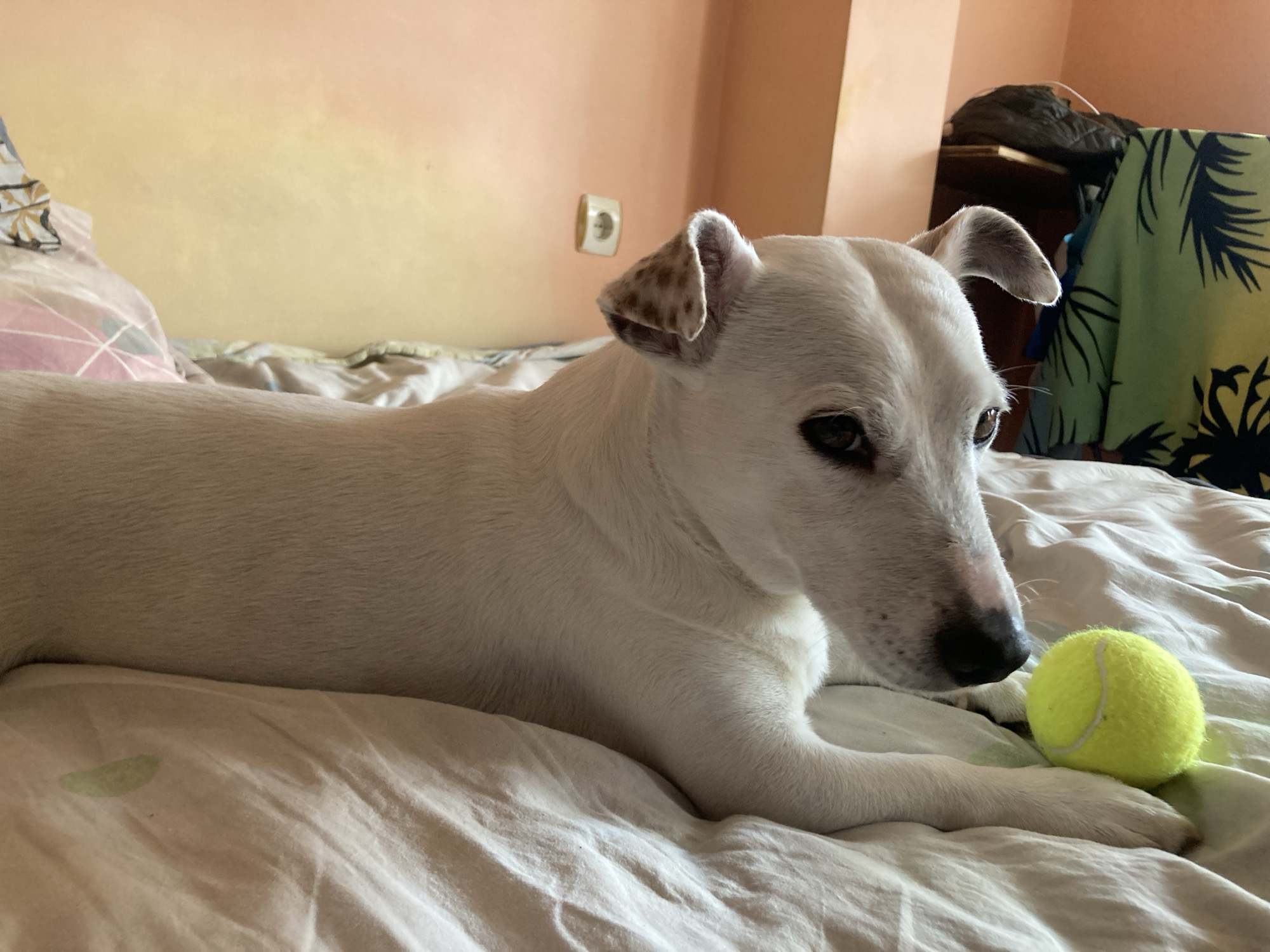 Jack Russell Terrier plays with tennis ball on bed