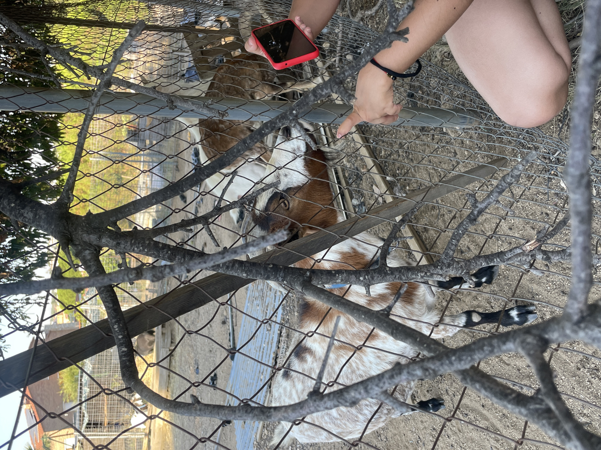 Goats in a scrappy outdoor enclosure, Canet de Mar