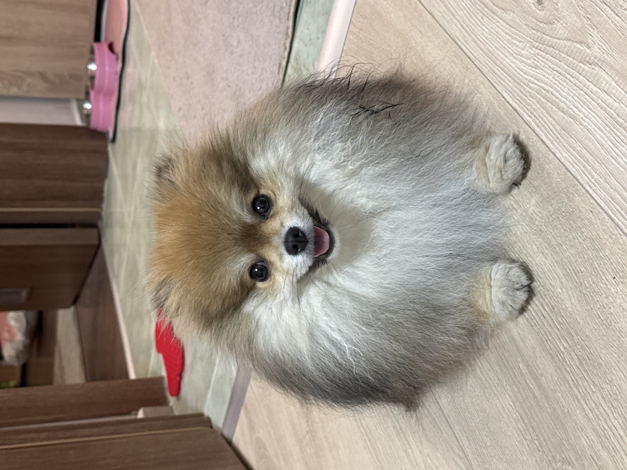Pet interactions and daily life captured in Burgas home