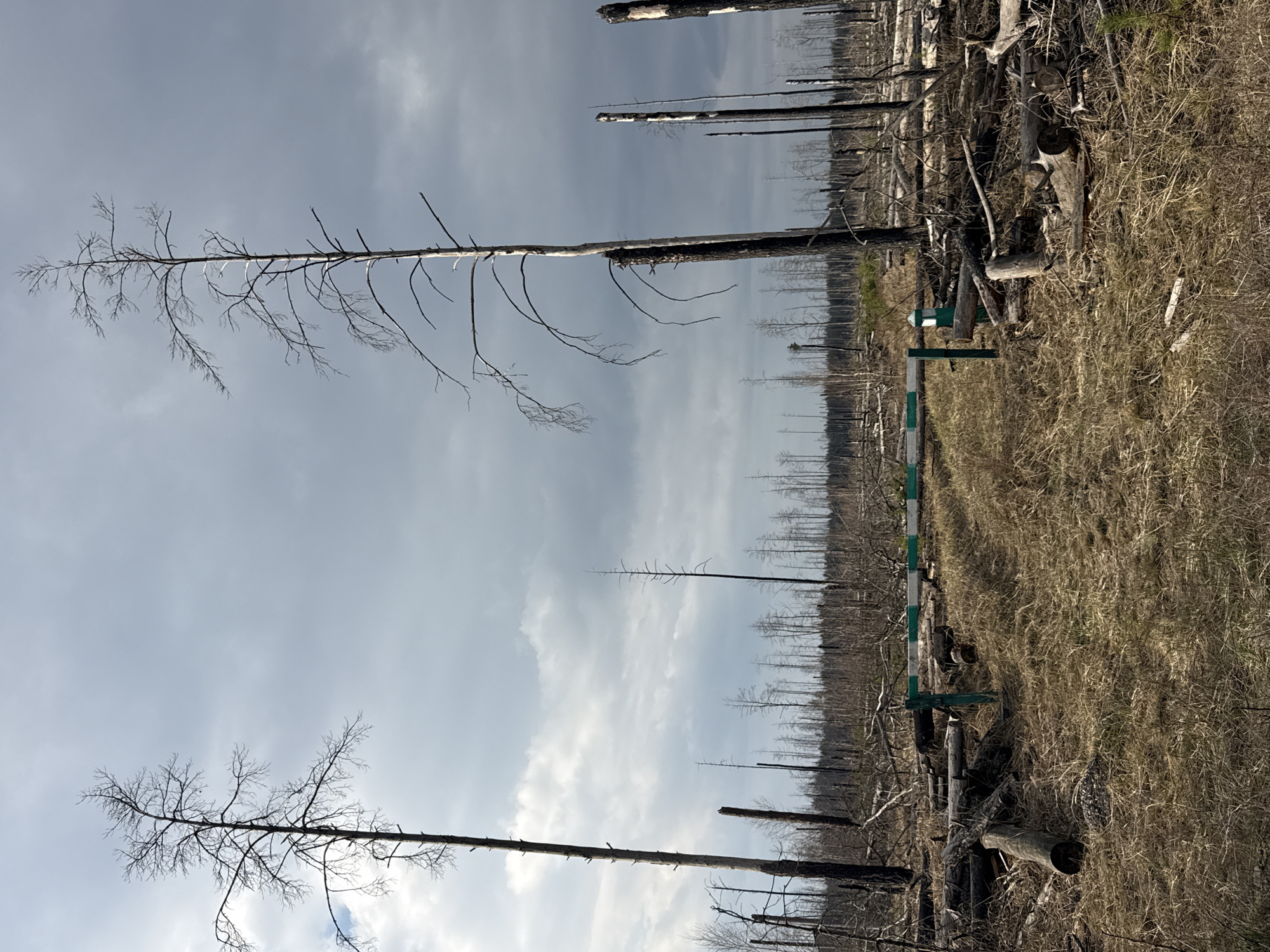 Dead forest documented in Chornobyl Exclusion Zone