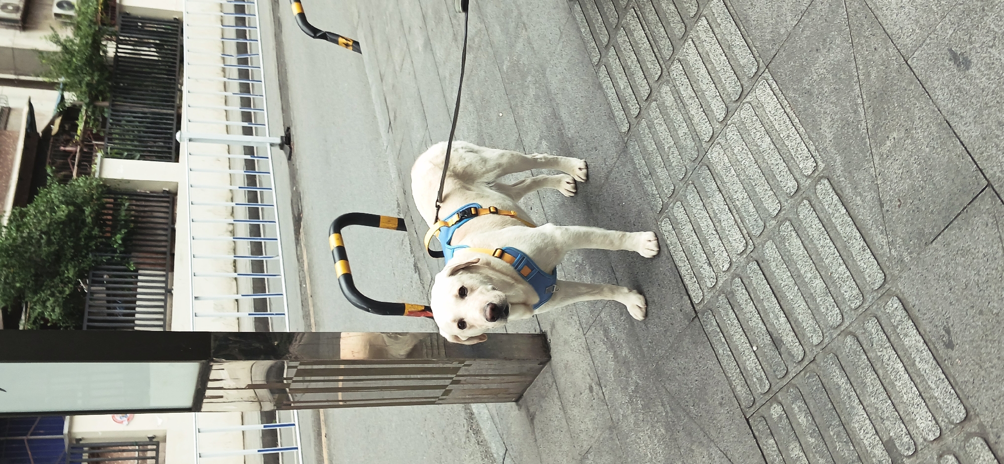 Mother, baby and dog share morning sidewalk in Yuzhong District