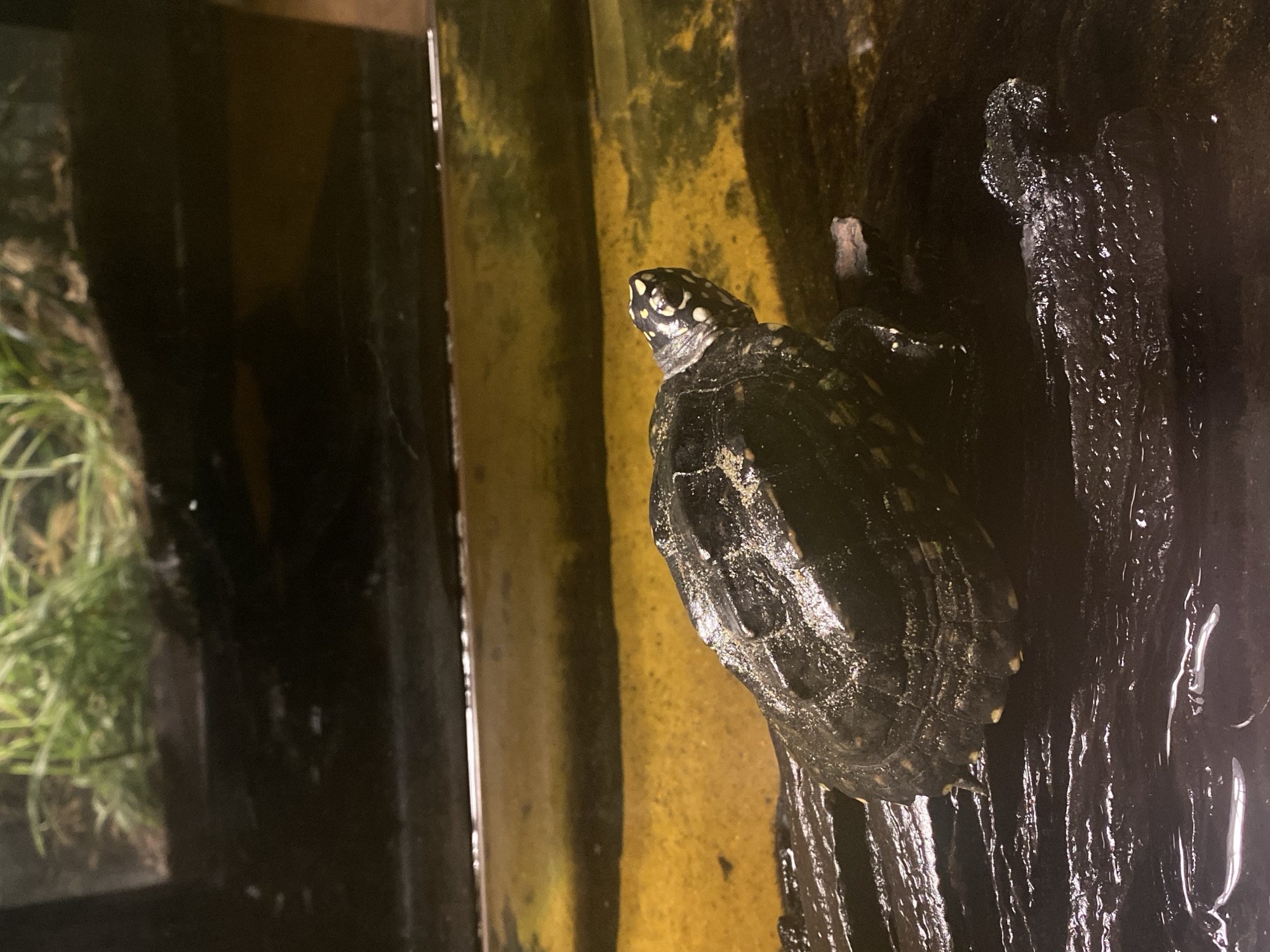 Reptiles and exotic animals on display in Đà Nẵng