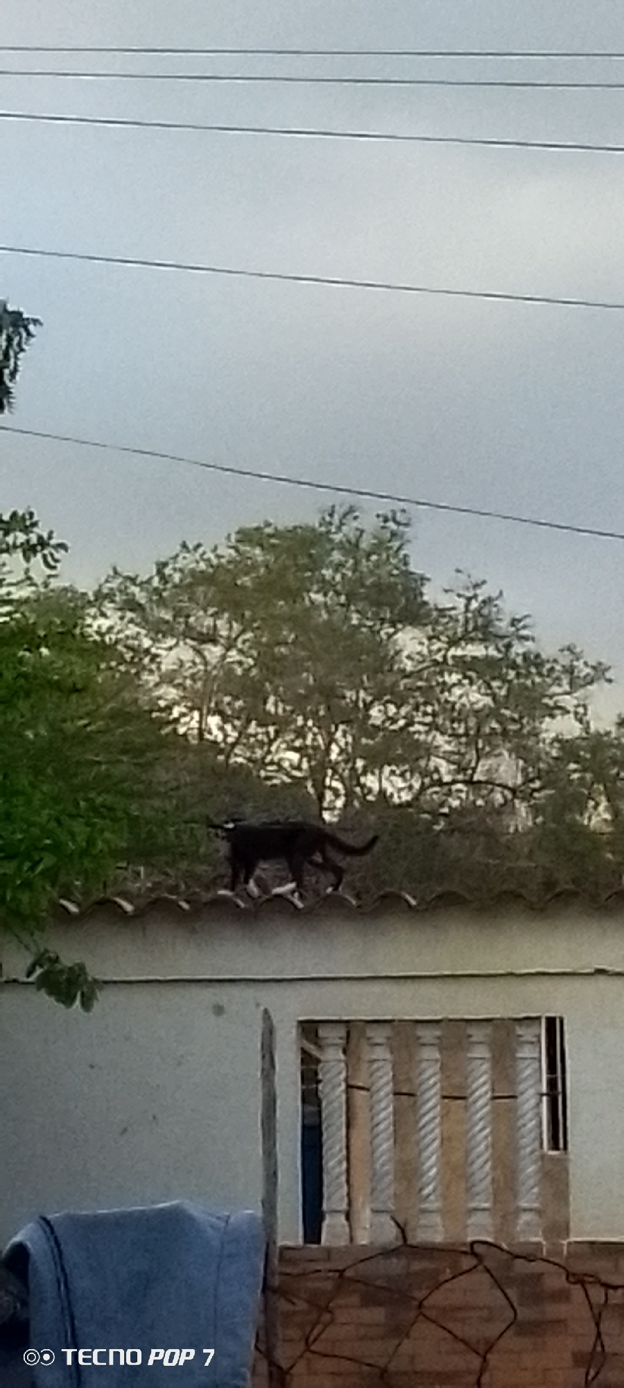 Dusk settles over Altagracia, one rooftop dog included