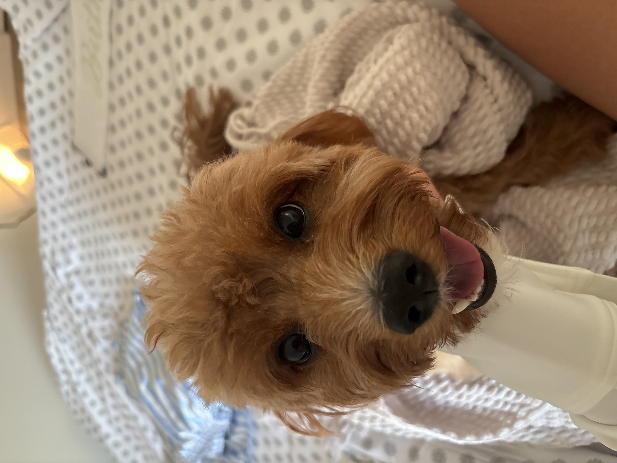 Cozy indoor time with brown poodle in Hallandale Beach