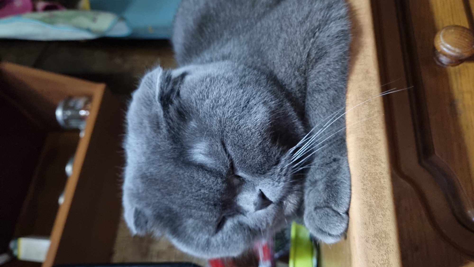 Grey Scottish Fold cat at rest, Vysokoe