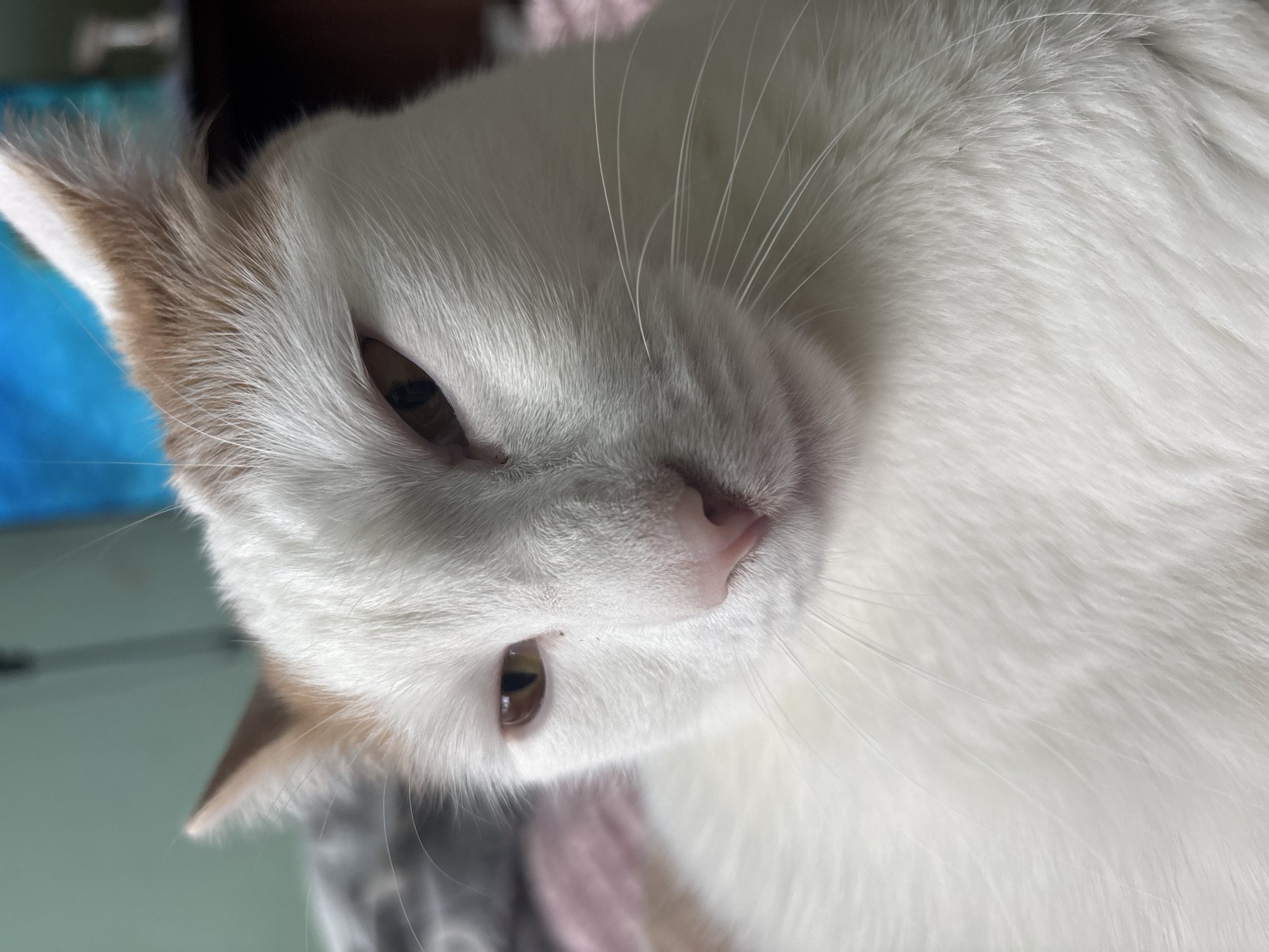 White and ginger cat naps on a pink blanket at home