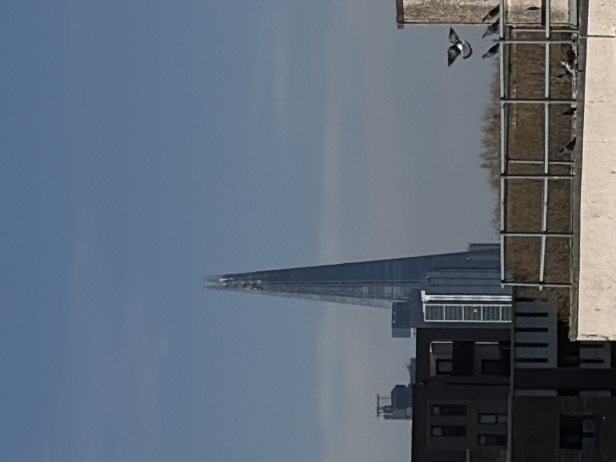 Pigeons gather near London's Shard under clear skies