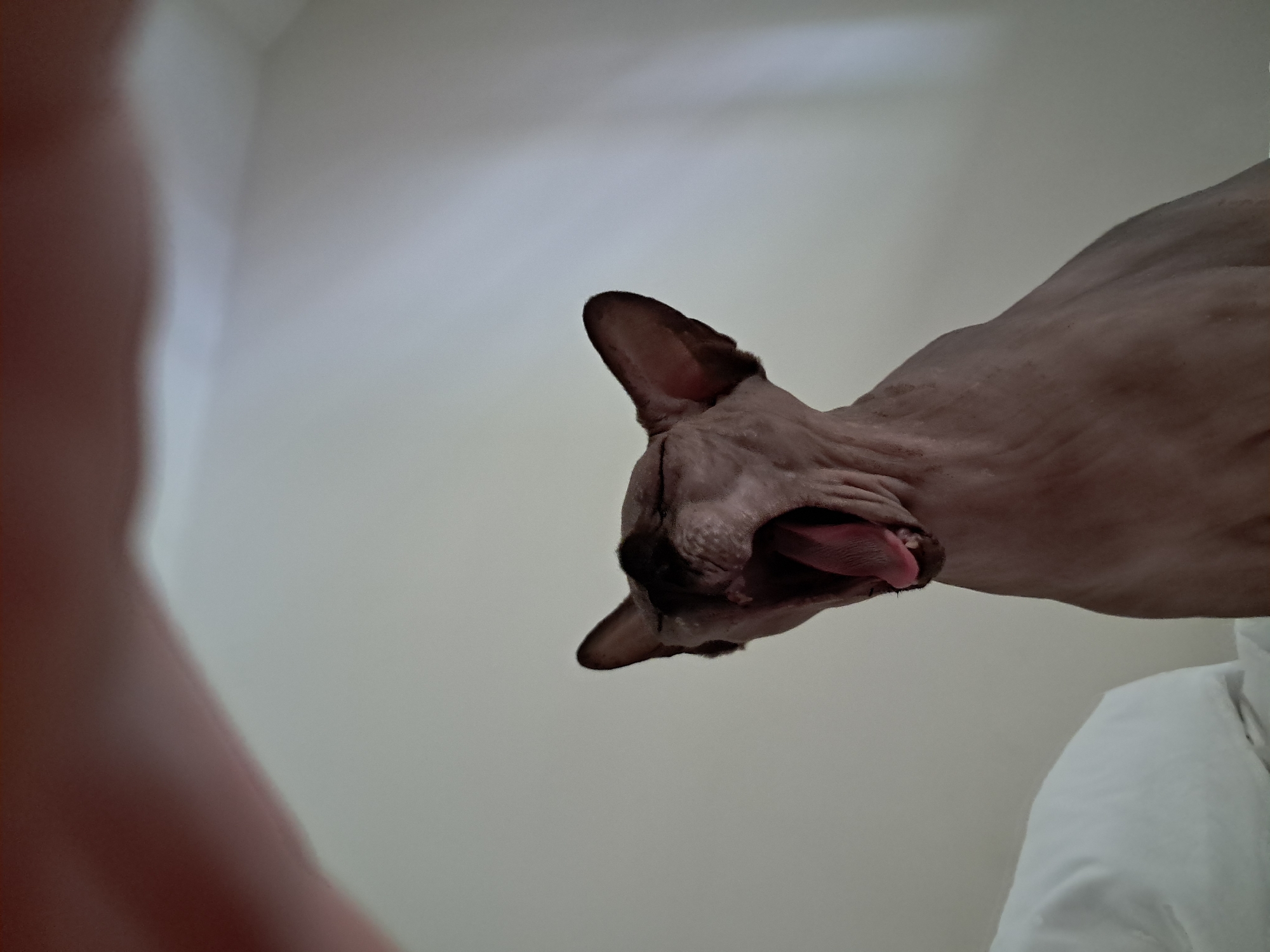 Sphynx cat caught in a full open-mouth yawn