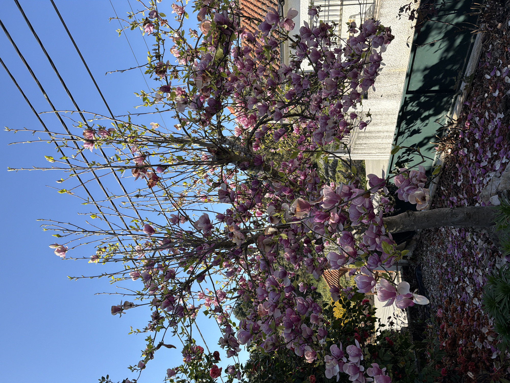 Spring flowers bloom across Vila Real, Portugal