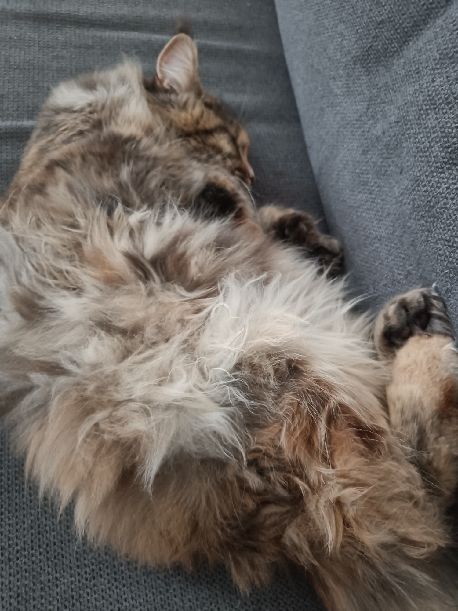Cats lounging around a Leuven home on a quiet morning