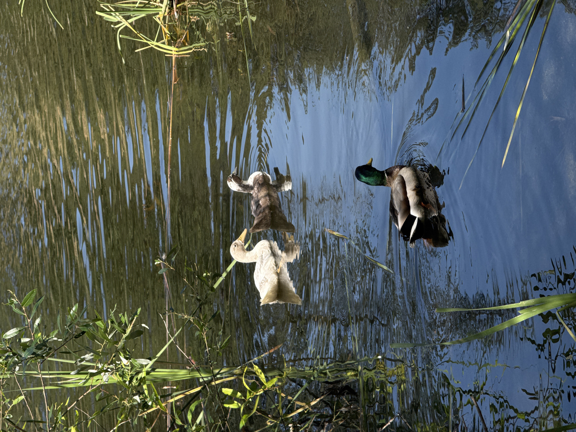 Mallard and two ducks spotted swimming in Los Angeles waterway