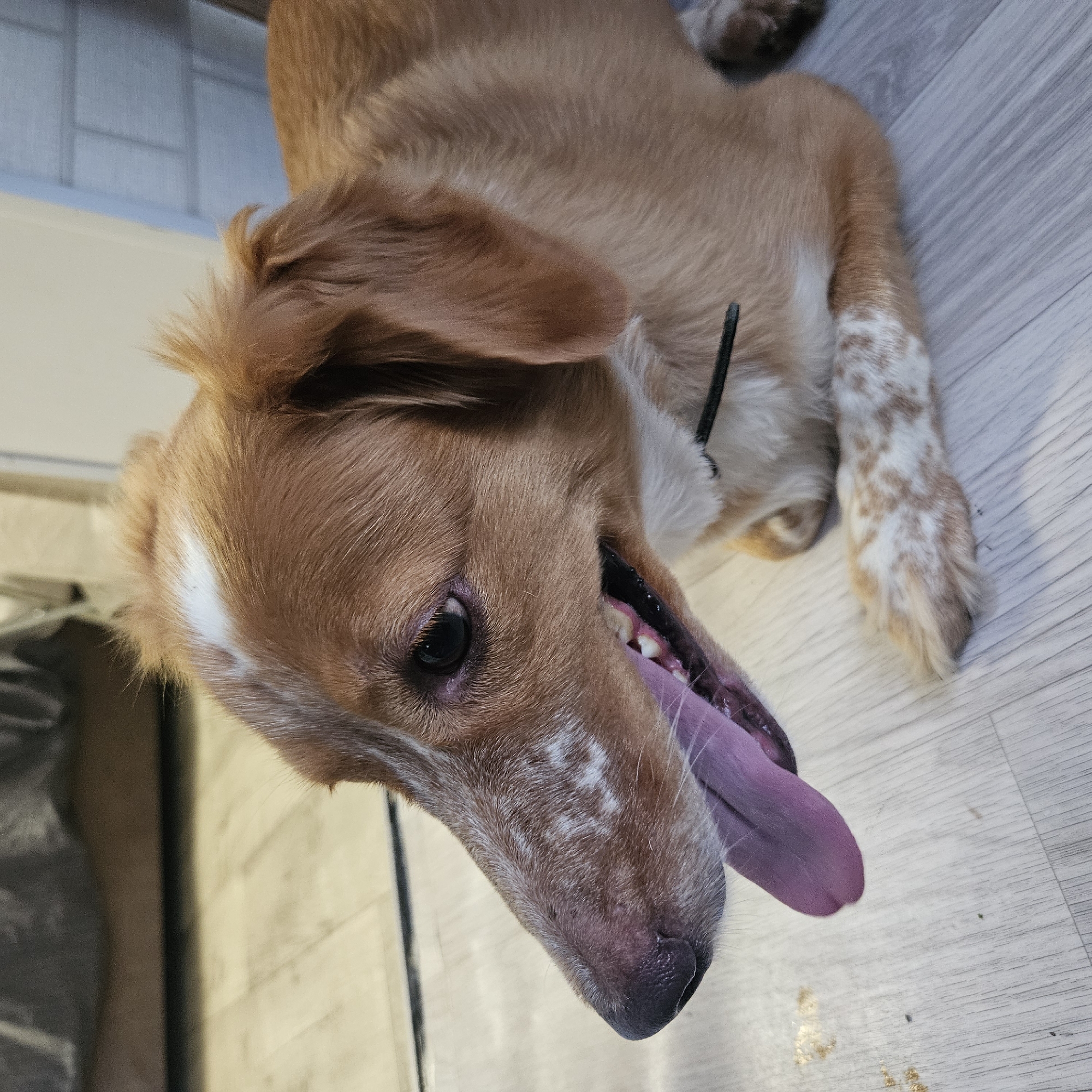 Pets at home in Chelyabinsk — dogs and a parakeet