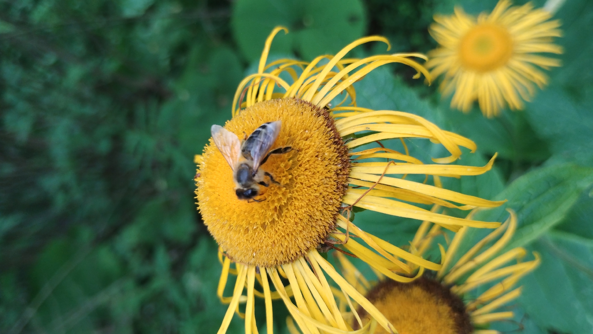 Bees on wildflowers: a summer pollinator garden up close