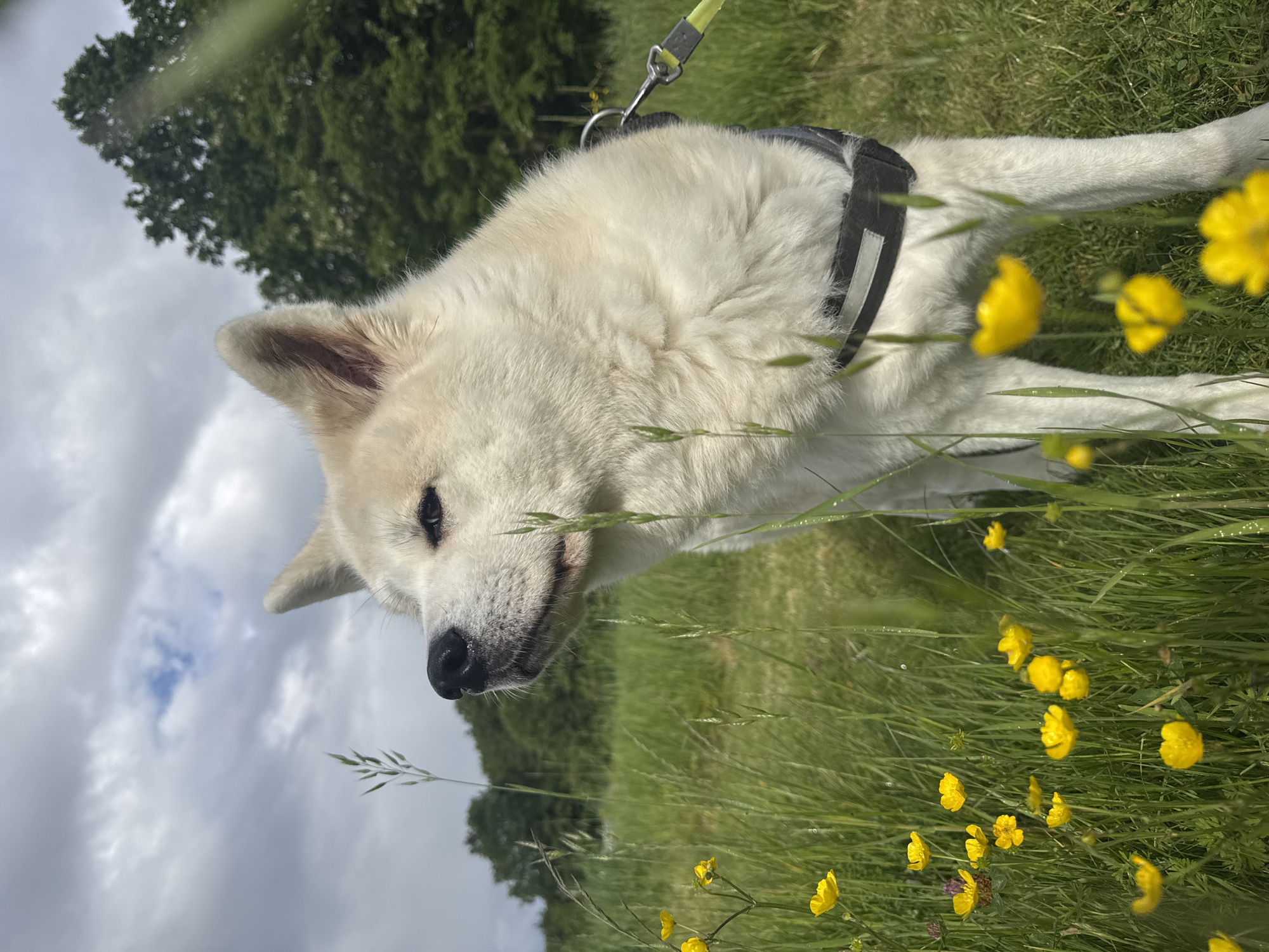 Akita dog walk documented across multiple Wattrelos locations
