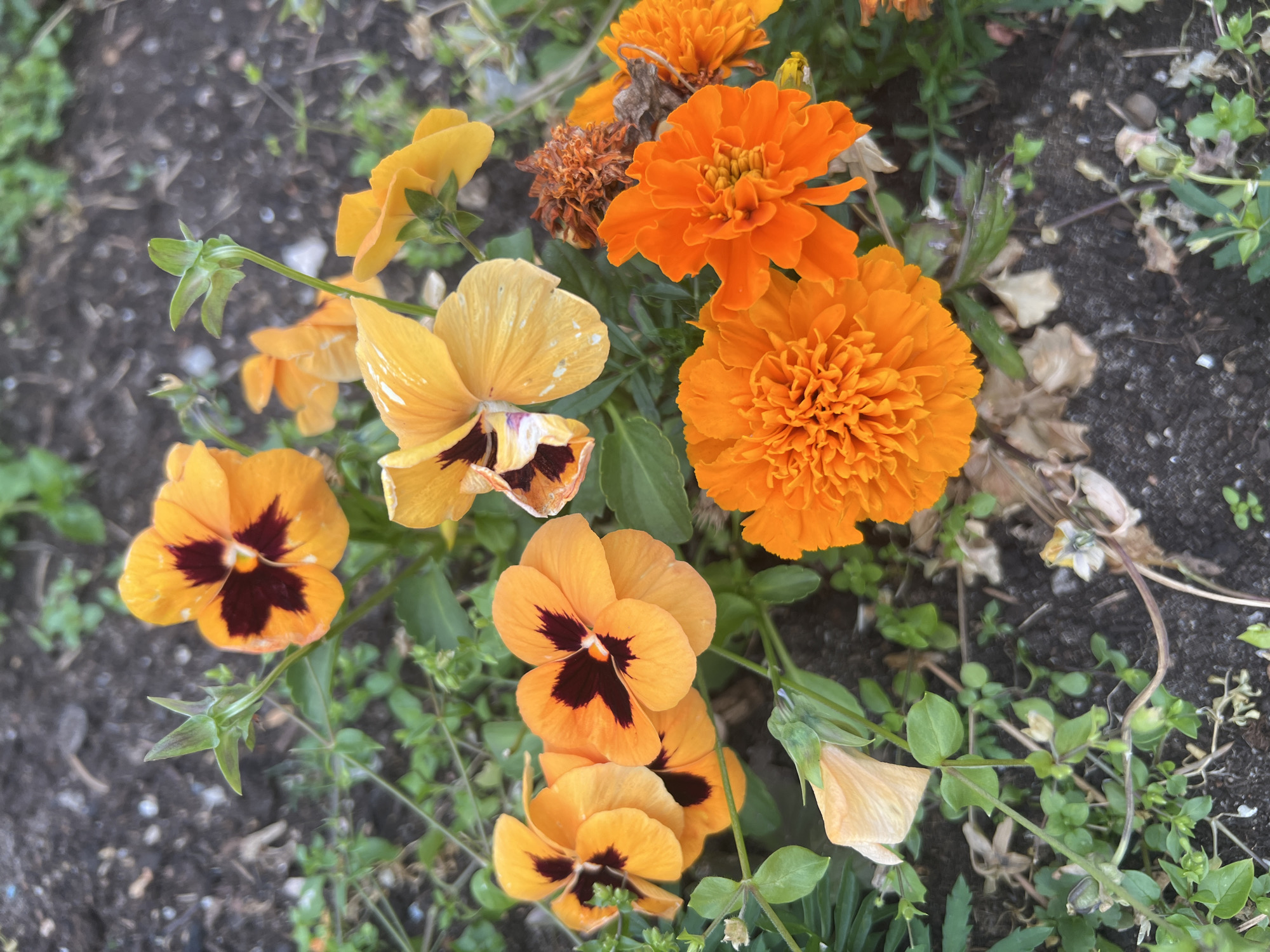 Garden in full summer bloom, flower by flower