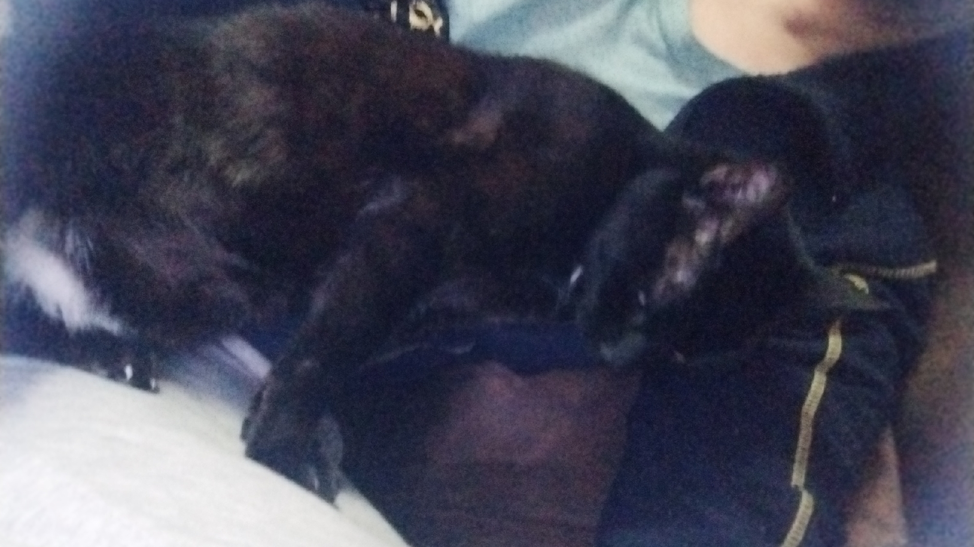Black cats lounging at home, plus bananas on a speaker