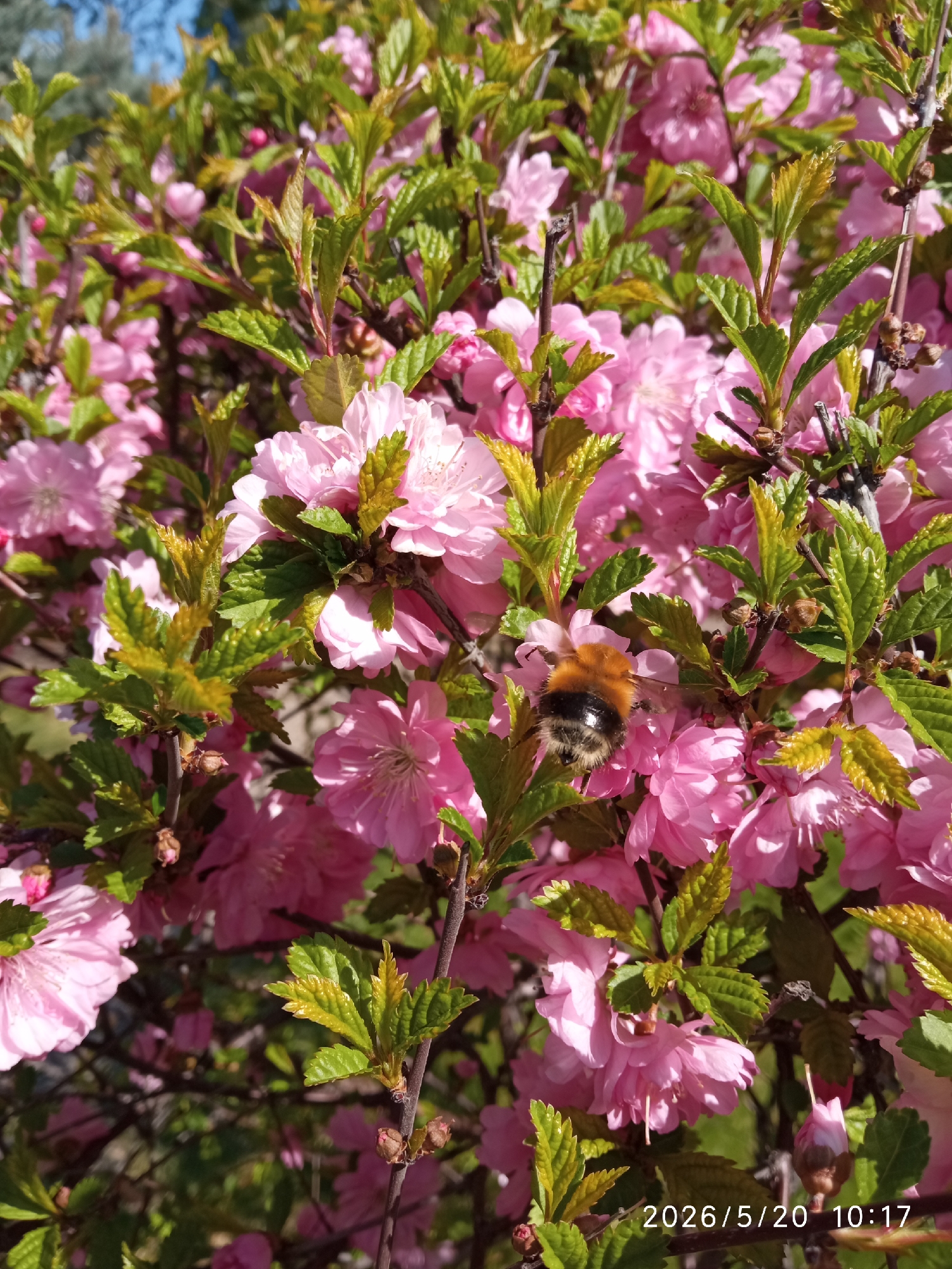 Spring flowers bloom in Krasnoyarsk park, bumblebee spotted feeding