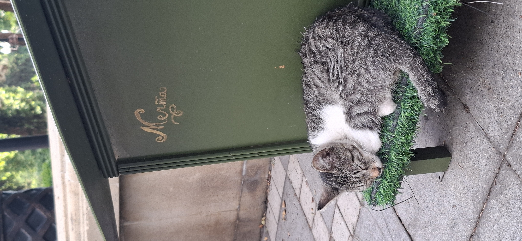 Tabby cats lounging at an outdoor cat shelter