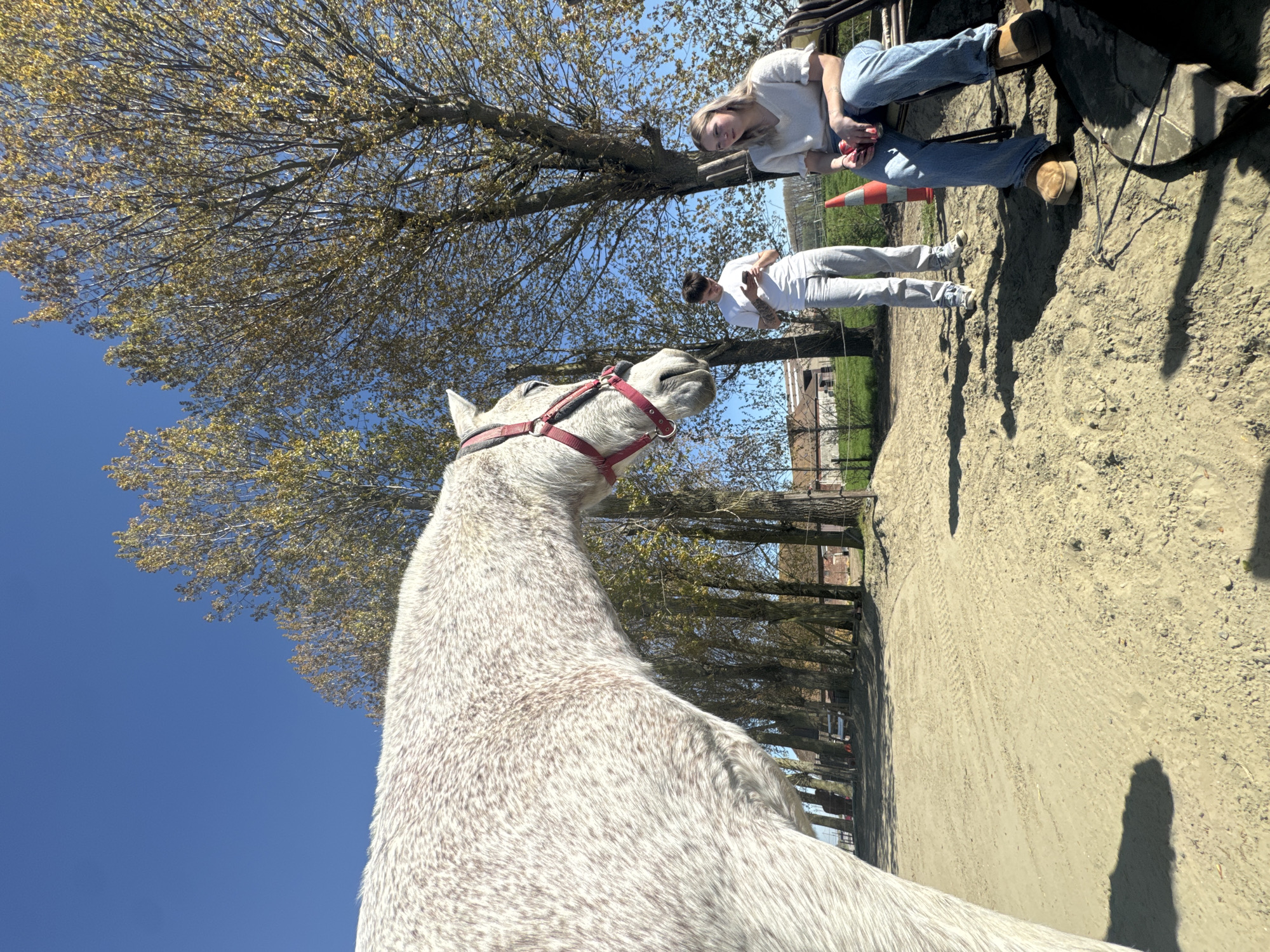 White horse with red halter observed in Estaimpuis, Belgium