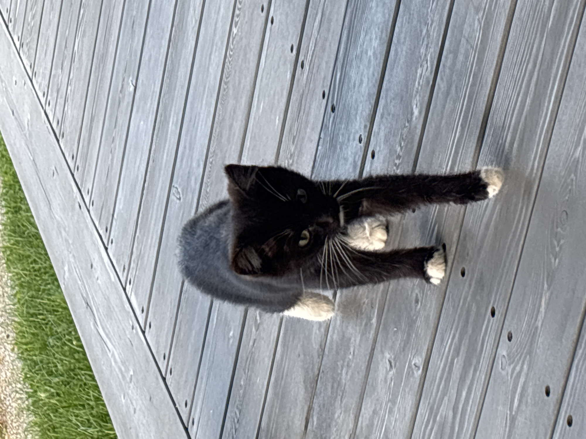 Multiple cats lounging on a wooden deck in Zvenigorod