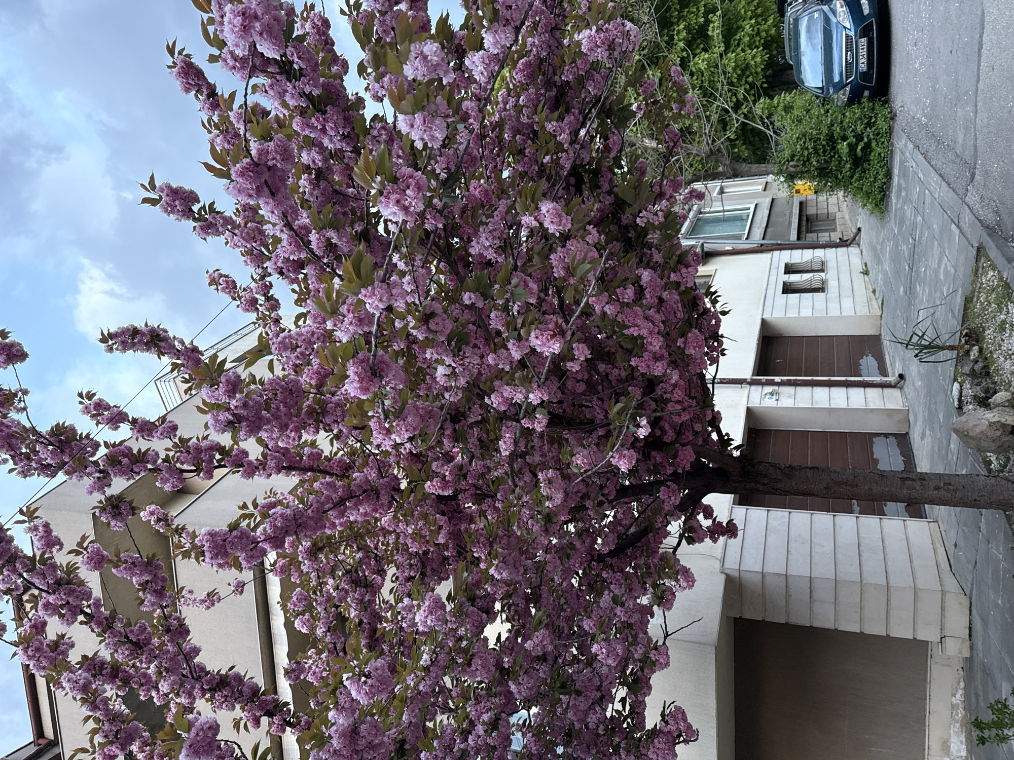 Cherry blossoms bloom alongside casino scenes in Pleven