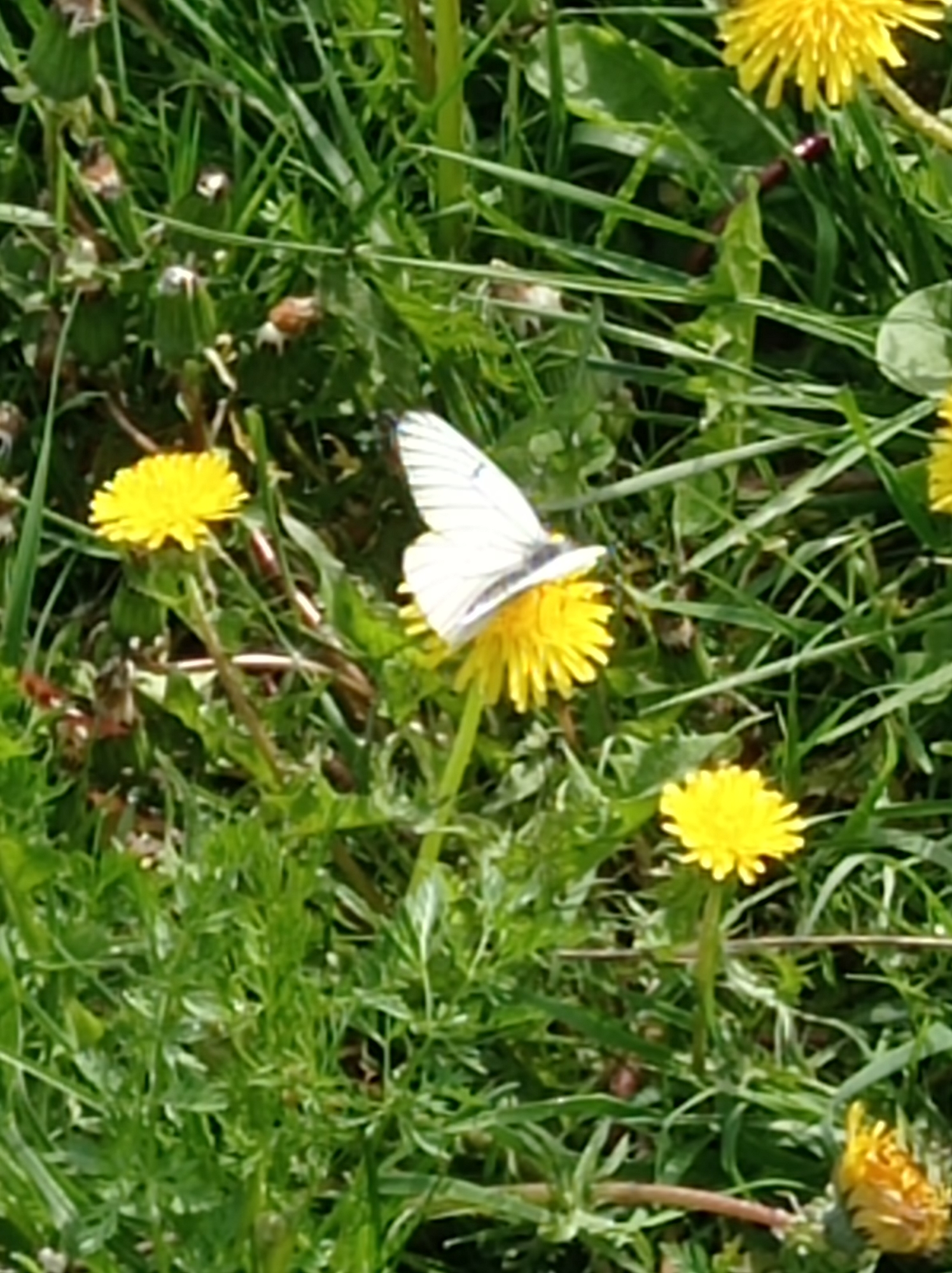 Butterflies feed on dandelions in Russian meadow near Degtyarsk