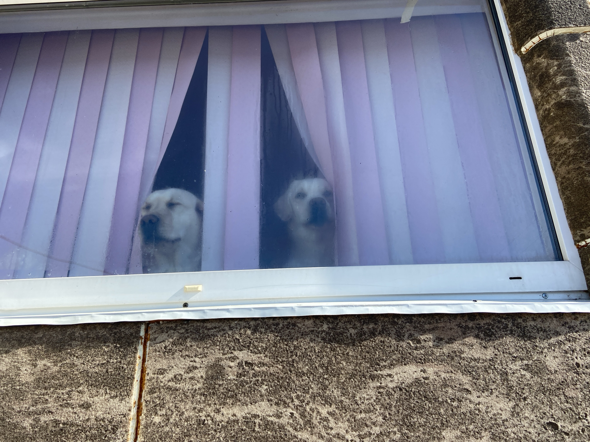 Dogs watch from windows in Markovo, Russia