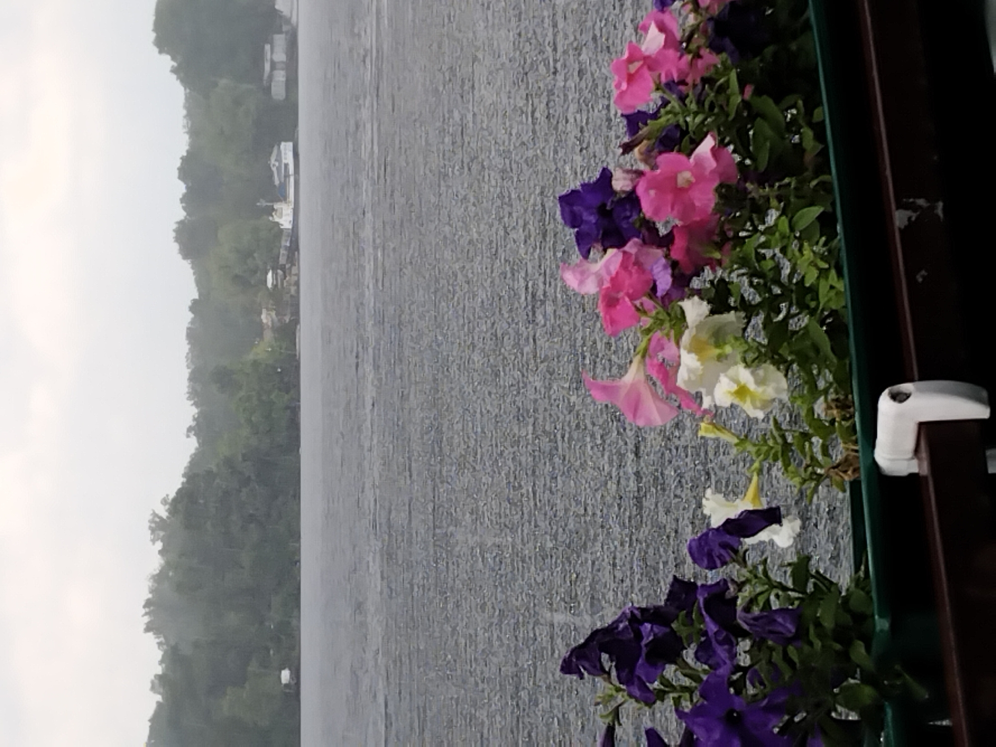 Rainy morning on the Dnipro, petunias lining the riverfront railings