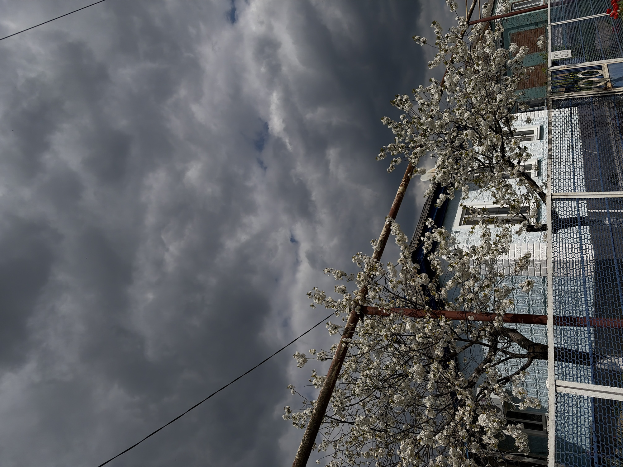 Spring blooms captured in Novopokrovskaya, Russia