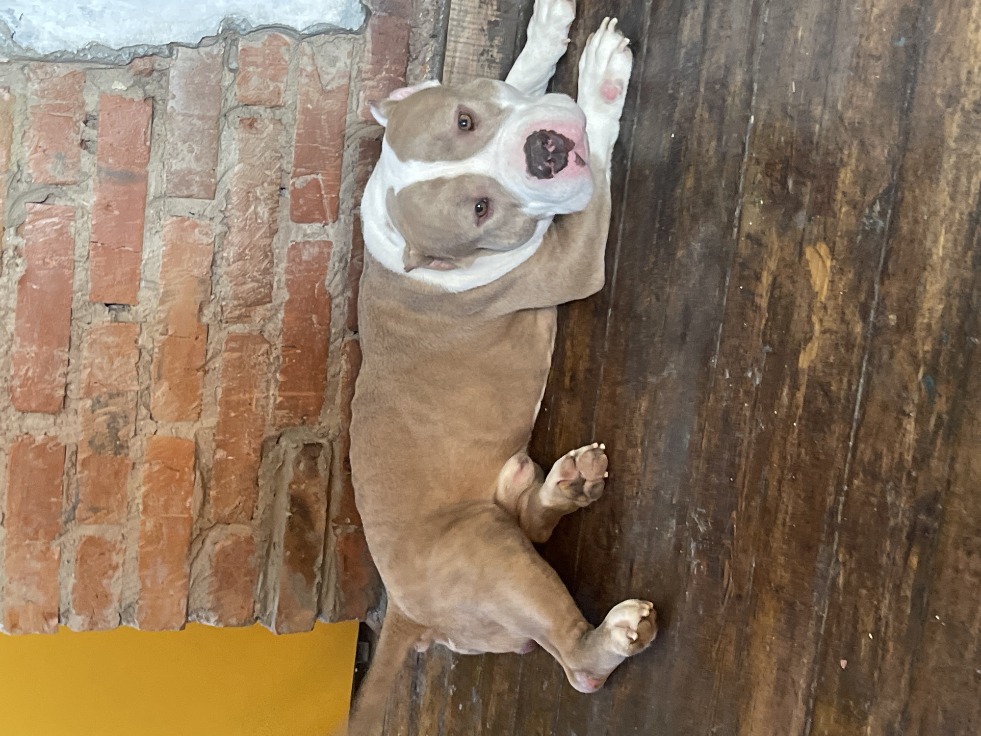 Pit bull dog photographed in playful poses indoors