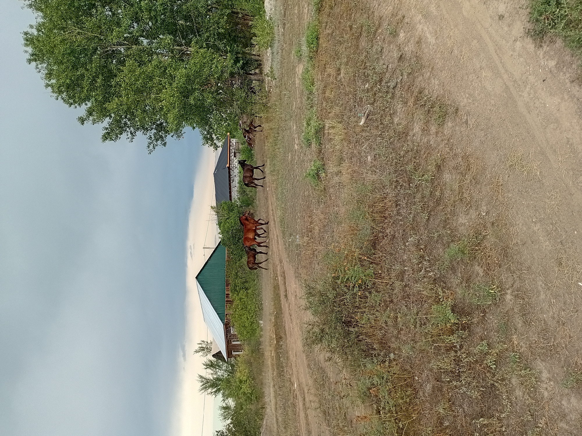 Horses, dogs, and locals on a rural dirt road in Semey