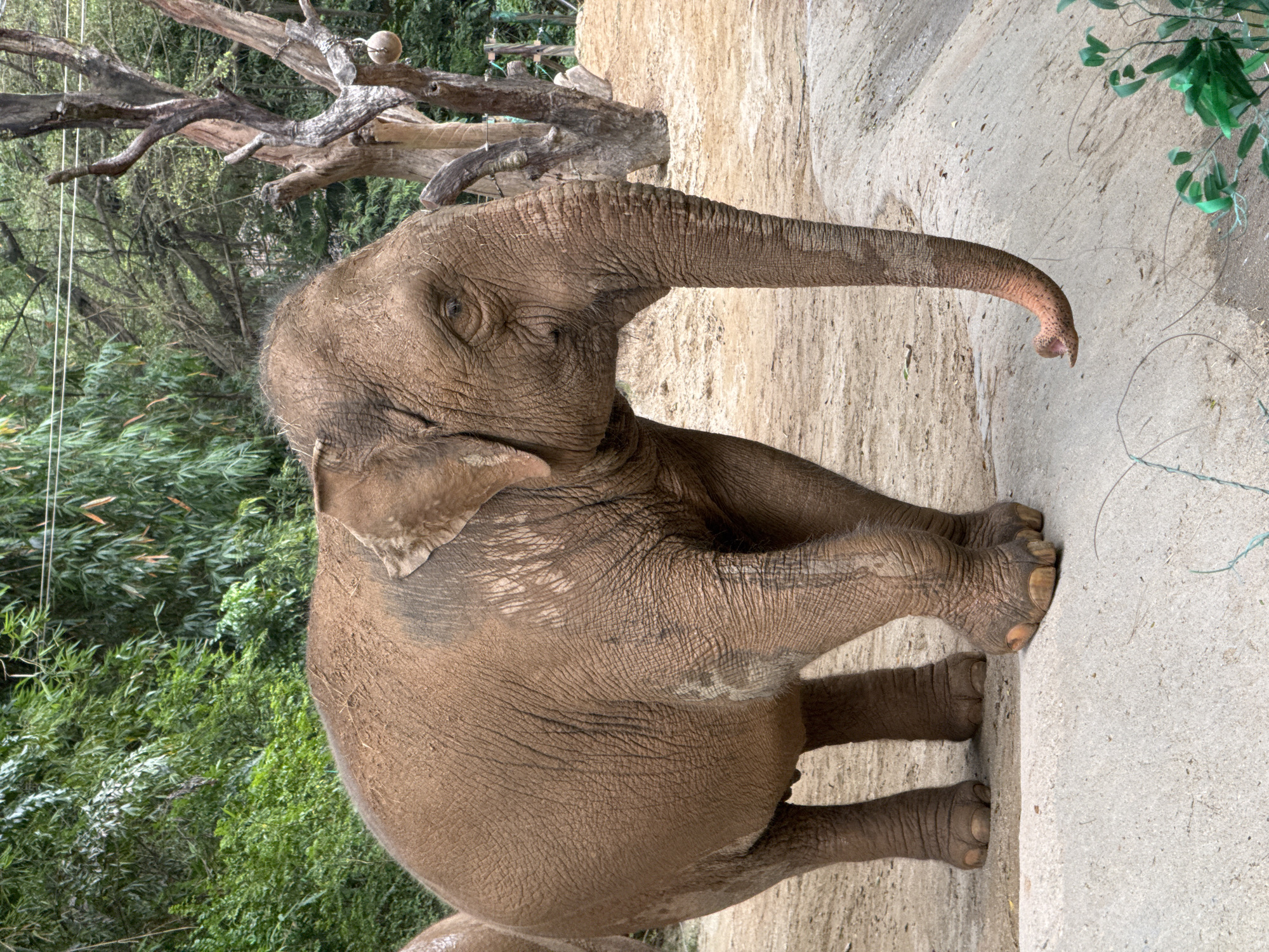 Elephants engage in enrichment activities at Panyu District zoo