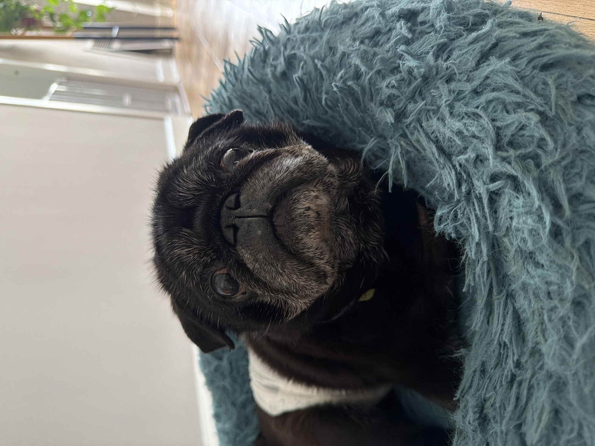 LA resident captures quiet evening moments with pug, home gym