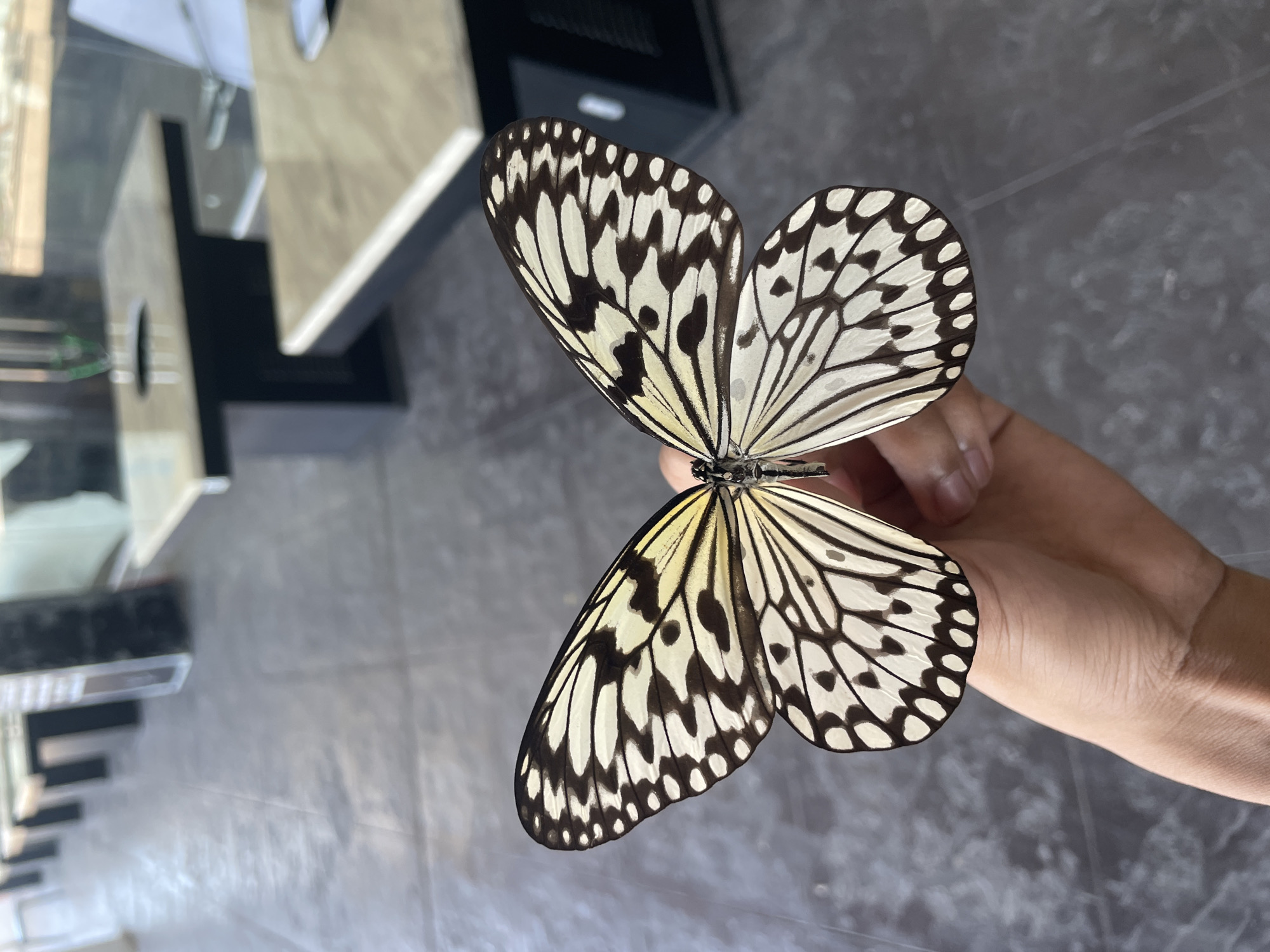 Mall crawl in Davao: butterflies, arcades, and city views