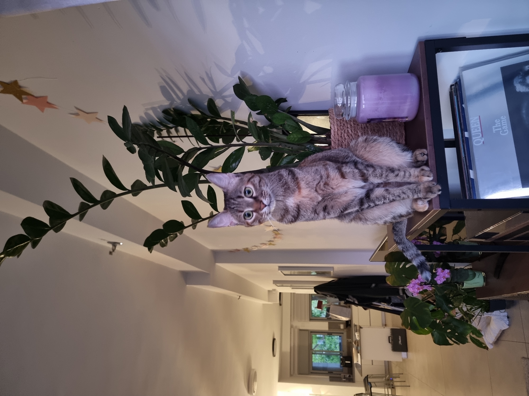 Woman documents birthday celebration with balloons and cat in Ramat Gan