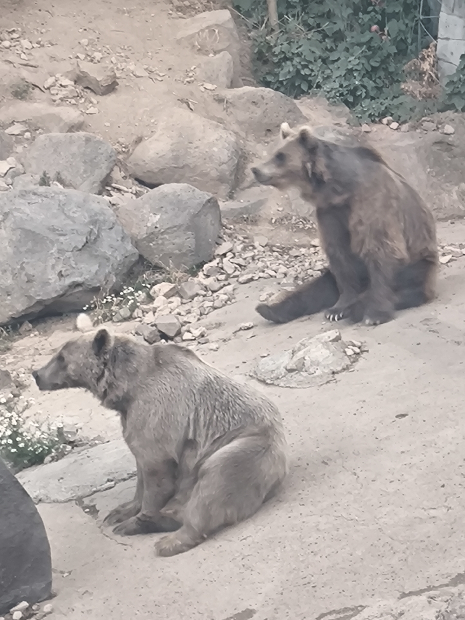 Walking through the Yerevan Zoo's reptiles, fish, and mammals