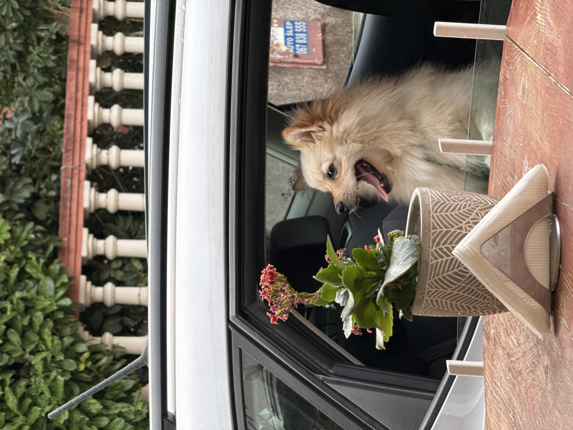 Dog in a parked car, cat on the steps — pets doing their thing.