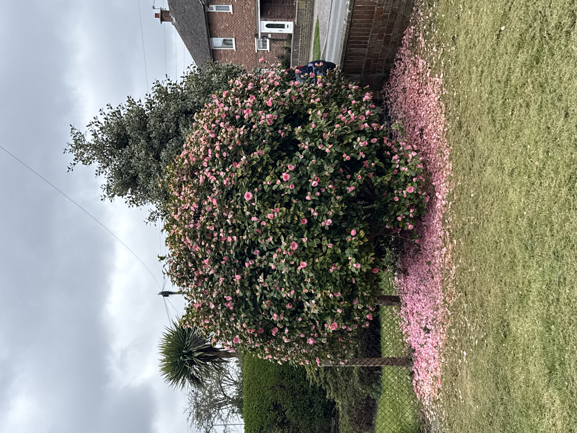 Camellia bush blooms with pink flowers in Great Yarmouth