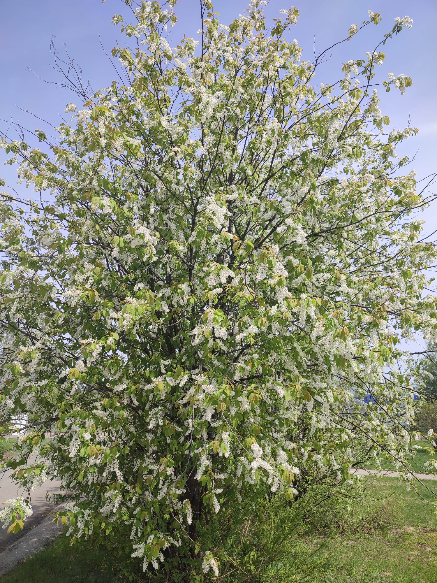 White flowering tree observed in full bloom outdoors