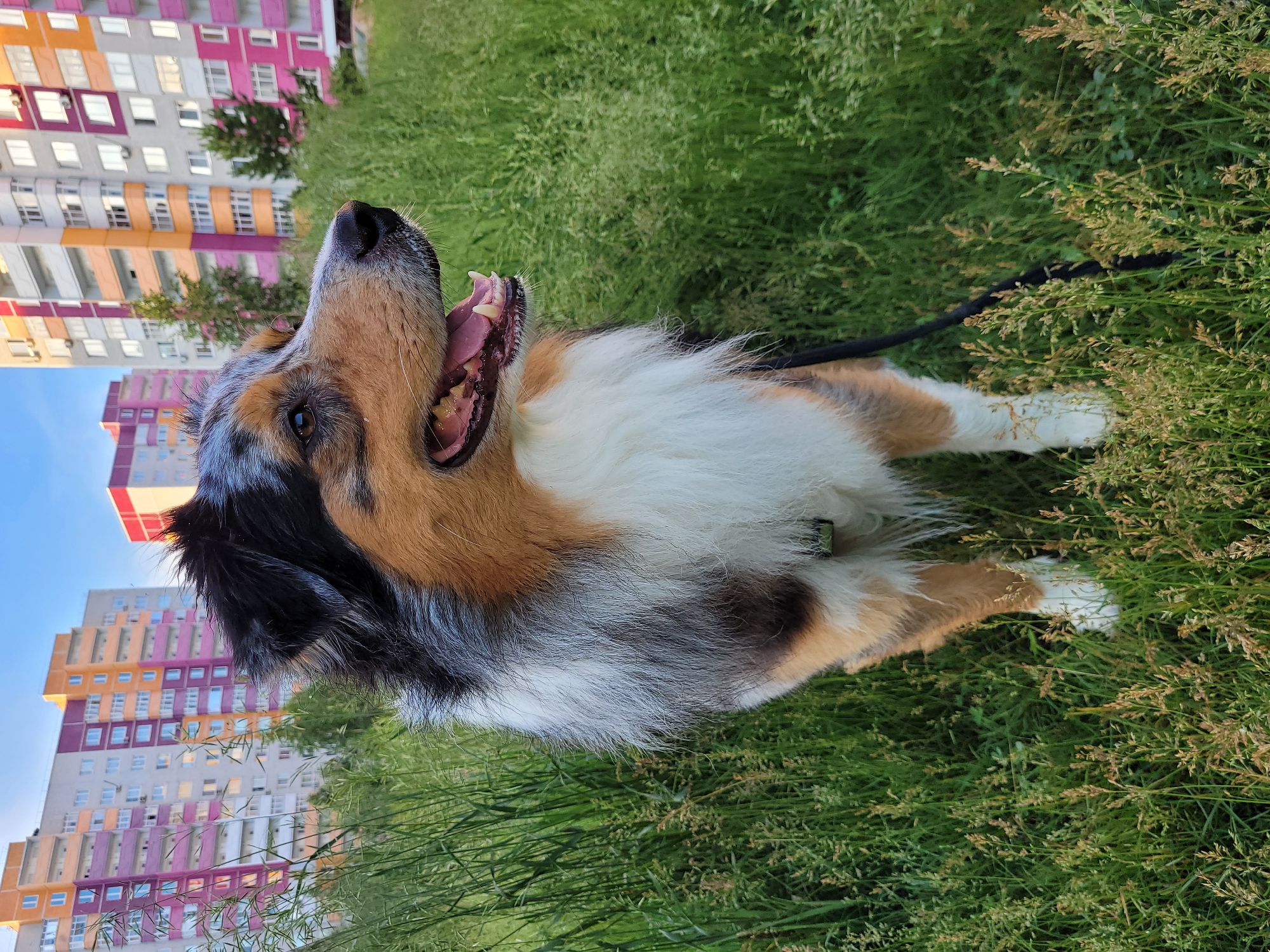 Australian Shepherd's day: trails, grass, and bath time