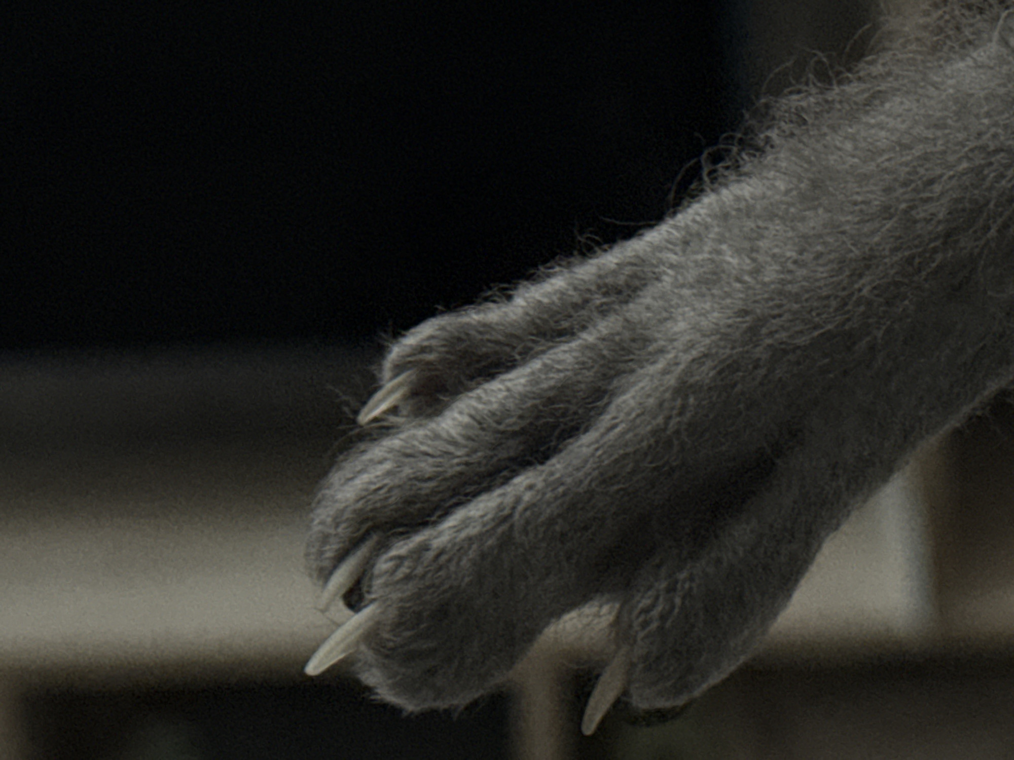 Animal paw with extended claws photographed in Votkinsk