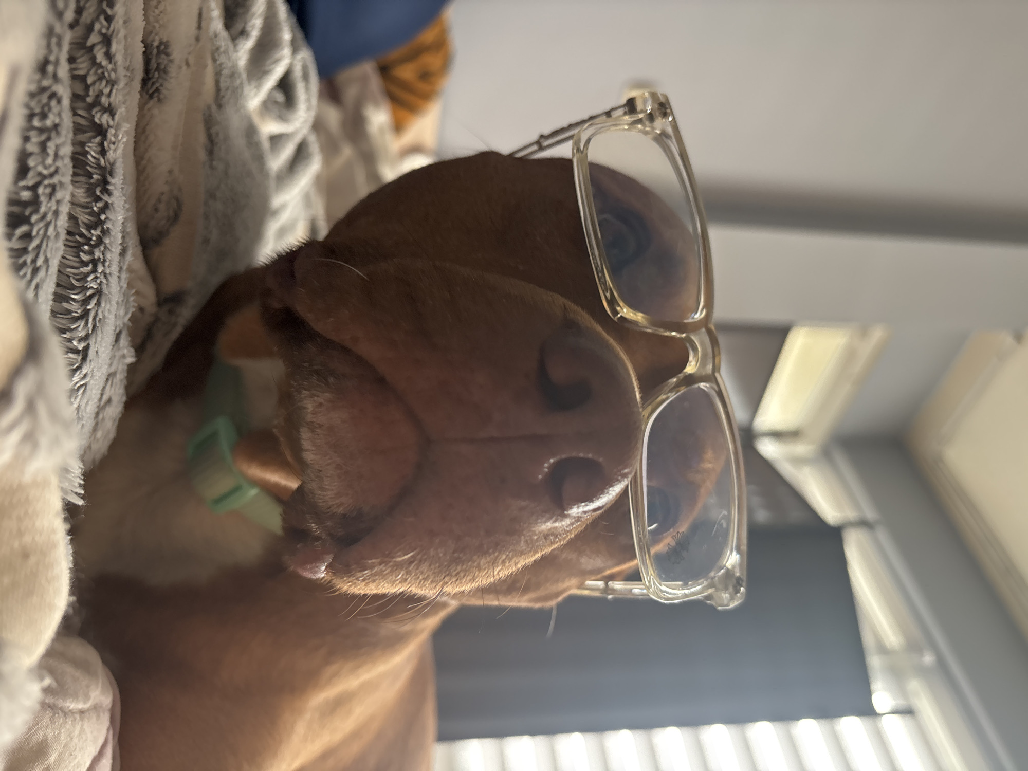Dog wearing eyeglasses photographed on blanket in Sofia