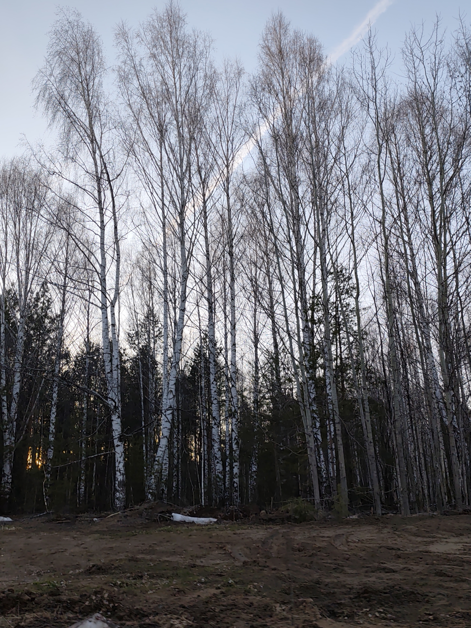Spring transition documented in Chaikovsky forest road scene