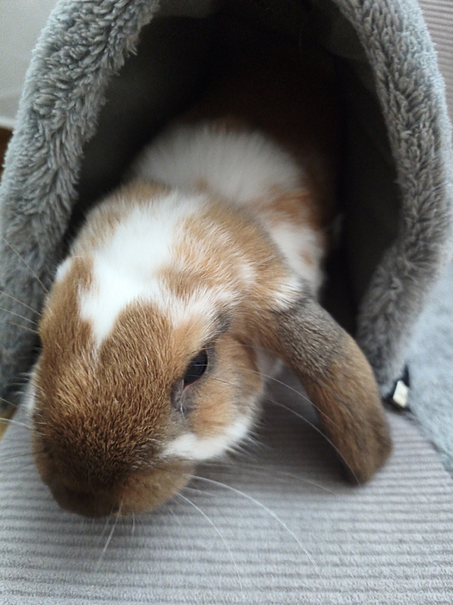A lop-eared rabbit's afternoon in Tallinn, with garden glimpses