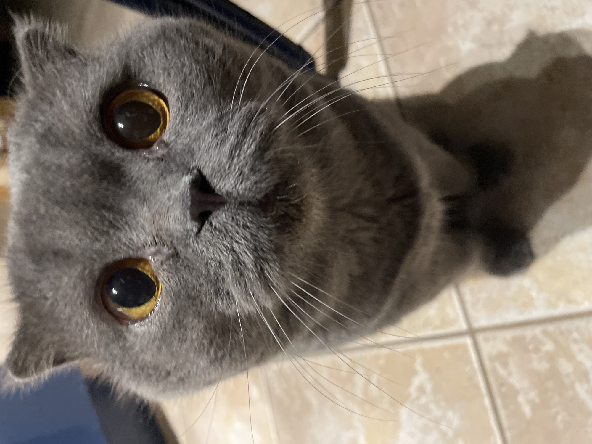 Evening domestic moments: grey cat, scented candles, home cooking